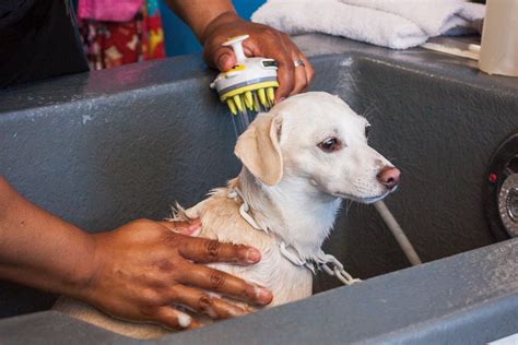 suds em yourself|dog grooming eugene.